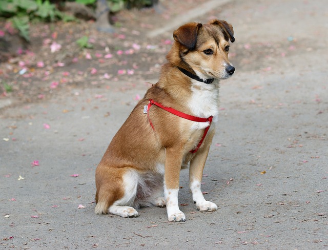 Passionately Walking Dogs: Satisfy Pet Parents’ Needs