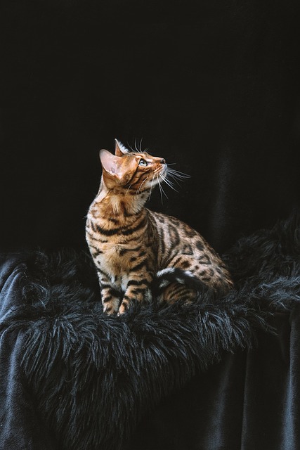 Pet Care Experts: Love, Nurture, Trust for Happy Pets