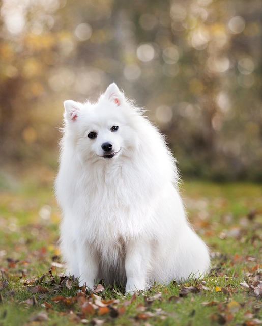 Relieve Stress: Professional Dog Walking for Busy Pet Owners
