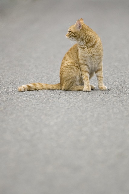 Pet Sitting and Dog Walking: Unleashing Fun Adventures