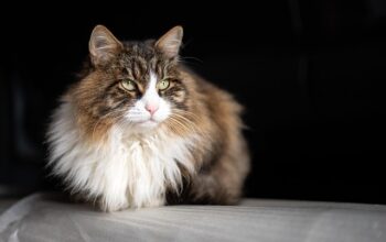 pet-sitting-640x480-73578654.jpeg