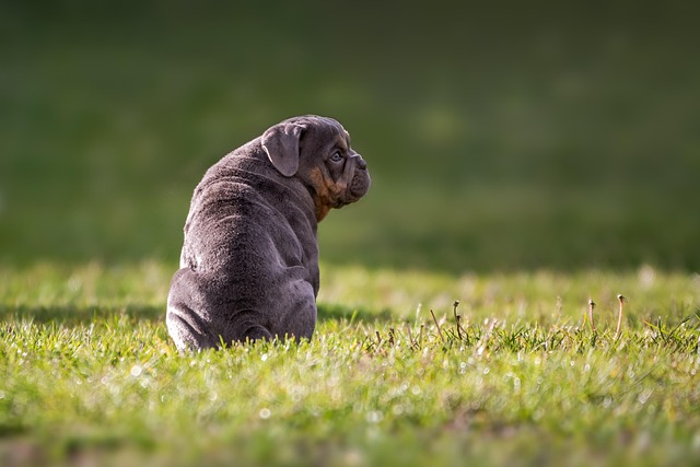 Nurturing Pets: Sit Walk Love, Enhance Bonding and Care